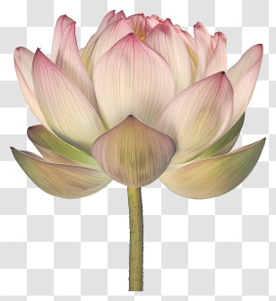 Lotus Flower - Pink Lotus Flower Illustration Transparent PNG
