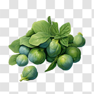 Brussels Sprouts - Brussels Sprouts With Fresh Leaves Transparent PNG