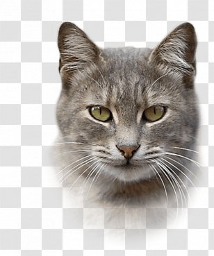 Nebelung California Spangled European Shorthair Malayan Cat Chartreux - American Wirehair - Ear Mites Transparent PNG