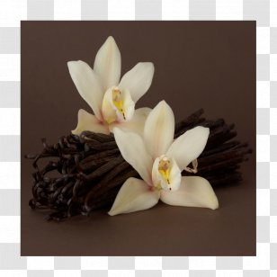 Vanilla Perfume Fragrance Oil Profiterole - Aroma Compound Transparent PNG