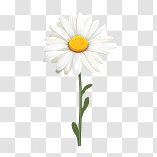 Daisy Flower - White Daisy Flower With Green Stem Transparent PNG