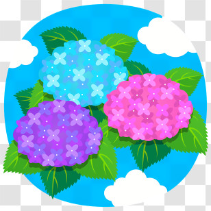 Hydrangea Flowers In Colorful Bouquet - Colorful Hydrangea Bouquet Design Transparent PNG