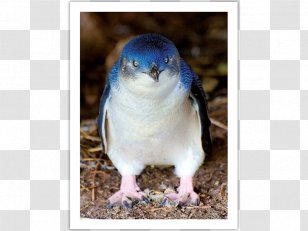 Little Penguin Bird Stock Photography Antarctica - Emperor Transparent PNG