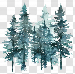 Pine Forest - Pine Trees In Forest Transparent PNG