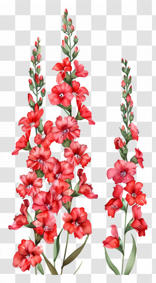 Red Snapdragons Flowers - Beautiful Red Gladiolus Flowers Transparent PNG