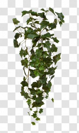 Common Ivy Plant Hanging Basket Vine - Shrub - Bush Transparent PNG