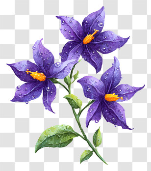 Nightshade Flower With Dew Drops - Purple Flowers With Dew Transparent PNG