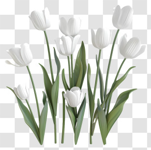 White Tulips - Delicate White Tulip Bouquet Illustration Transparent PNG