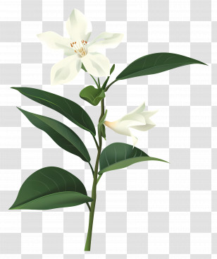 Jasmine - Jasmine Flower With White Petals Illustration Transparent PNG