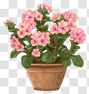 Kalanchoe Plant - Pink Potted Flowers Illustration Transparent PNG