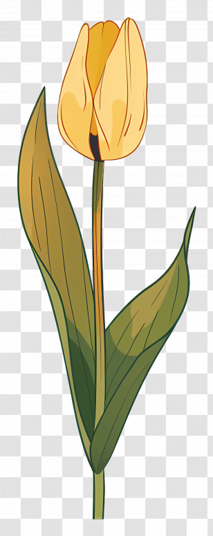 Yellow Tulip - Yellow Tulip With Green Leaves Transparent PNG