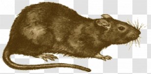 Brown Rat Black Death Rodent Oriental Flea - Plague Transparent PNG
