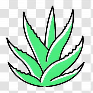 Aloe Vera - Green Aloe Vera Plant Outline Transparent PNG