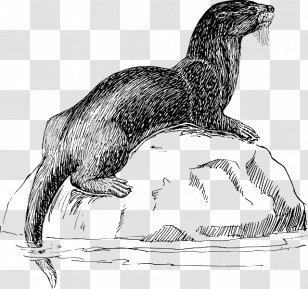 Sea Otter Bumper Sticker T-shirt - Tail - Money Tree Party City Transparent PNG