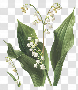 Lily Of The Valley - Lily Of The Valley Illustration Transparent PNG