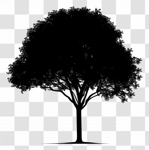 Black Tree Silhouette - Silhouette Of A Black Tree Transparent PNG