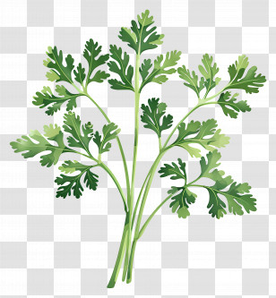 Parsley - Fresh Green Coriander Leaves Illustration Transparent PNG