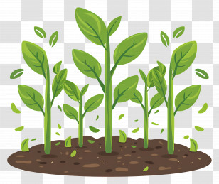 Plant Growing - Sprouting Plants Emerging From The Soil Transparent PNG