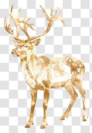 Golden Reindeer - Golden Deer Illustration With Antlers Transparent PNG