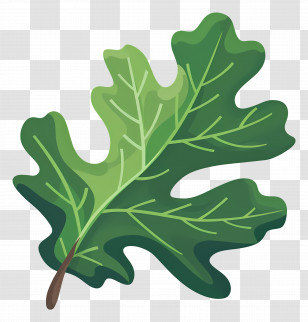 Oak Leaf - Green Oak Leaf Nature Illustration Transparent PNG