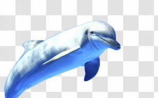 Dolphin Display Resolution High-definition Television 1080p Wallpaper - Fauna - Blue Transparent PNG