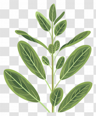 Sage Herbs - Green Leafy Plant Illustration Transparent PNG