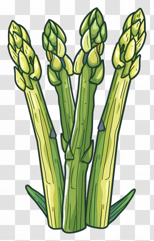 Asparagus - Illustrated Green Asparagus Stalks Transparent PNG