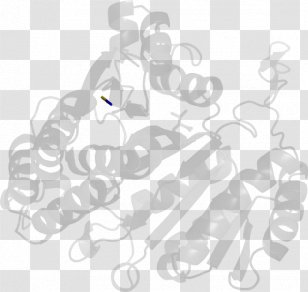 Drawing /m/02csf Line Art Cartoon Clip - Hm - Shewanella Oneidensis Transparent PNG