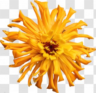 Zinnia Plant Cut Flowers Dahlia Chrysanthemum - Problem Transparent PNG