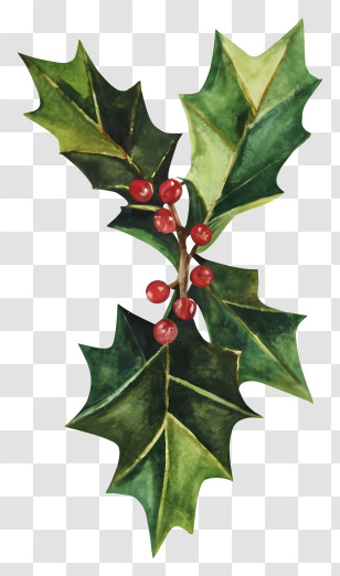 Christmas Holly Leaf - Holly Branch With Red Berries Illustration Transparent PNG