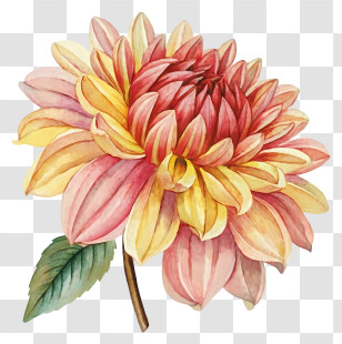 Flower Painting - Yellow And Pink Dahlia Illustration Transparent PNG