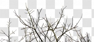 Pruning Tree Branch ë‚˜ë¬´ì˜ˆì°¬ PHP-FPM - Psychotherapist - Tea Transparent PNG