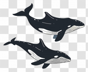 Cute Whale - Humpback Whales In Simple Art Style Transparent PNG