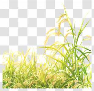 Rice Field - Green And Yellow Rice Plants In Field Transparent PNG