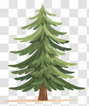 Pine Tree - Cartoon Pine Tree Illustration Transparent PNG