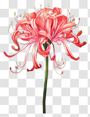 Pink Chalim Flower - Red Spider Lily Illustration Transparent PNG