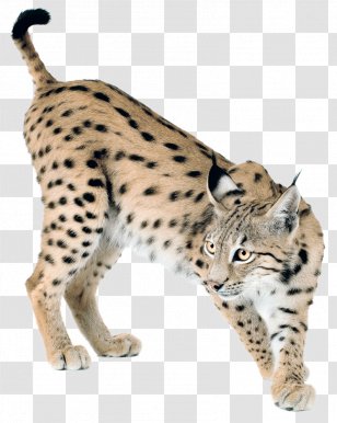 Eurasian Lynx Bobcat Canada Felidae - Whiskers Transparent PNG