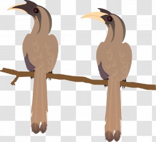 Beak Bird Indian Grey Hornbill Malabar African - Francolin Transparent PNG