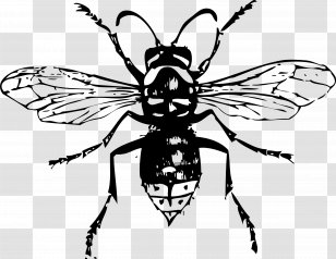 Hornet Sketch Vector Images over 220