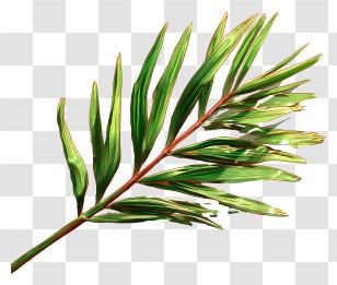 Palm Branch - Green Leaf Illustration Transparent PNG