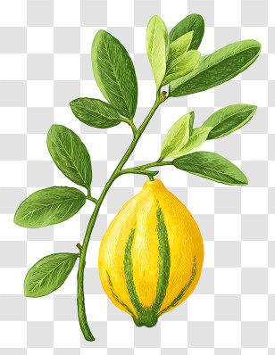 Etrog Fruit For Sukkot - Lemon Branch With Green Leaves Transparent PNG