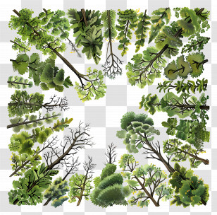 Forest Canopy - Tree Frame Design Transparent PNG