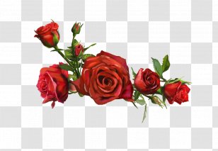 Beach Rose Flower Yellow Wallpaper - Red Pictures Transparent PNG