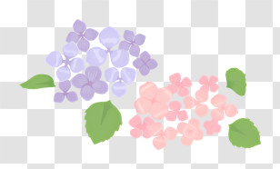 Pink Flower - Purple And Pink Hydrangea Flowers Transparent PNG