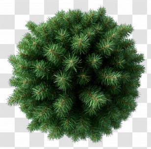 Tree Top View - Lush Green Bush From Top View Transparent PNG