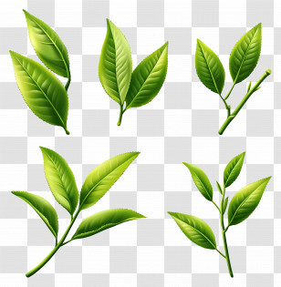 Tea Leaves - Green Tea Leaves Illustration Set Transparent PNG