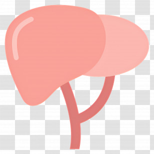 Liver - Simple Liver Cartoon Illustration Transparent PNG