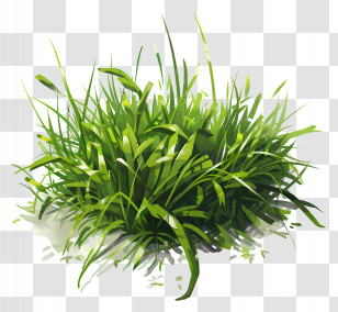 Green Grass - Green Grass Bush Illustration Transparent PNG