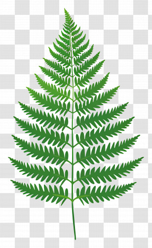Fern Leaf - Detailed Green Fern Leaf Illustration Transparent PNG