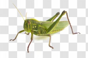Insect Cricket Clip Art - Cartoon - Small Grasshopper Transparent PNG Small Silver Insect In Bathroom